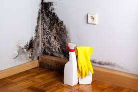 Why You Should Choose Our Mold Remediation Services in Corvallis, OR